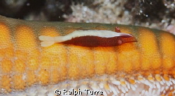 Sea Star Shrimp by Ralph Turre 